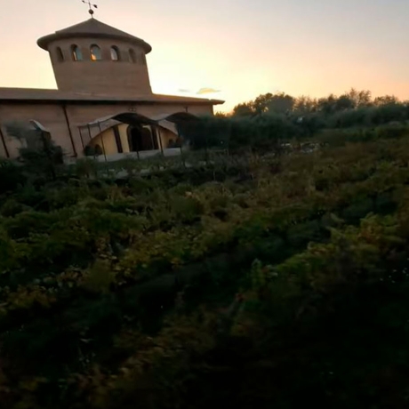 video-vinedos-rhey-fpv